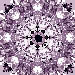 lace-lilac.jpg (13391 bytes)
